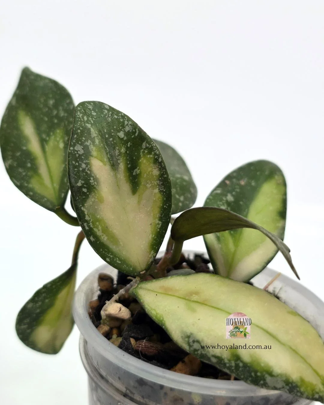 Hoya nabawanensis var 2 heads (2).jpg