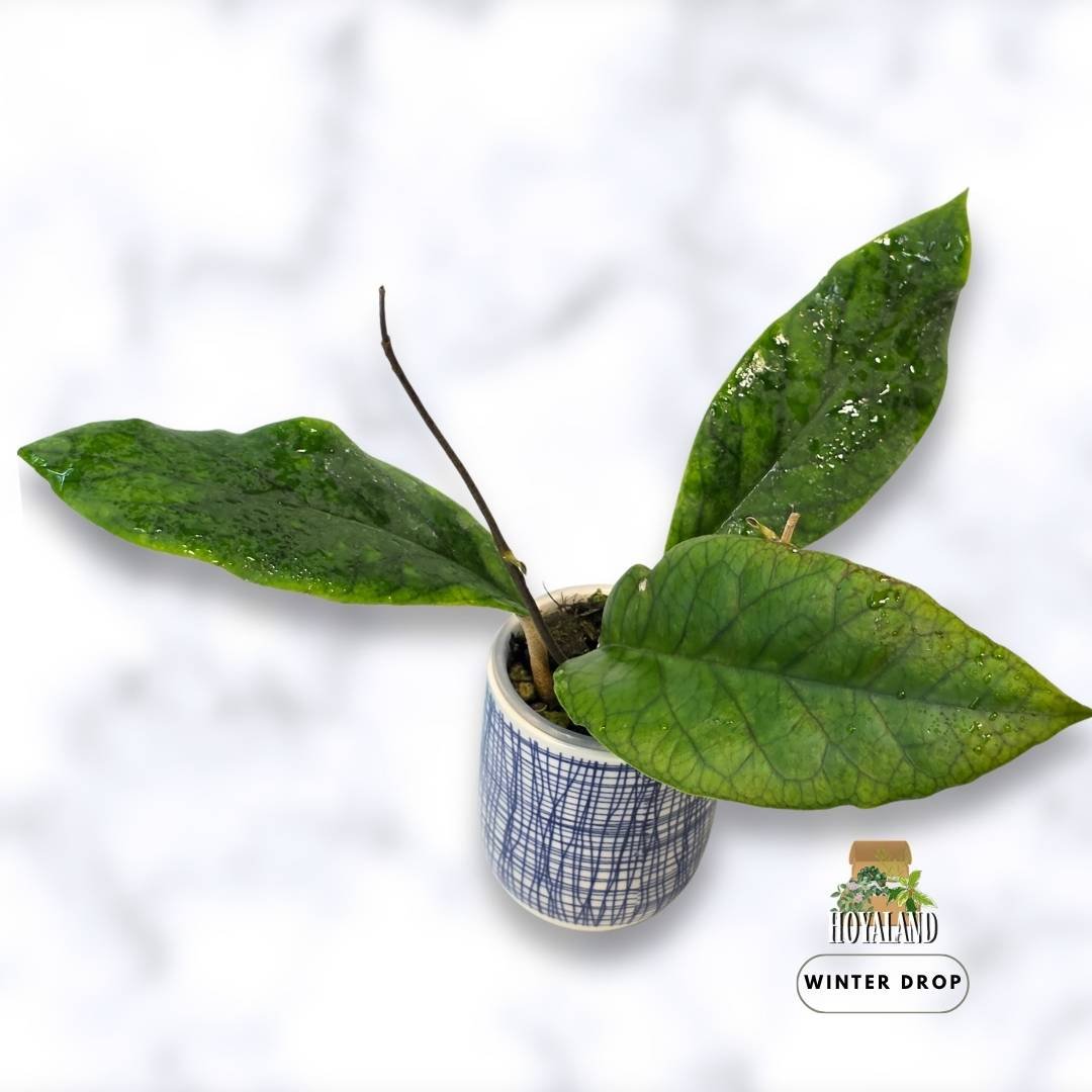 remium Hoya AH 032 displaying prominent veining on thick leaves with active new growth