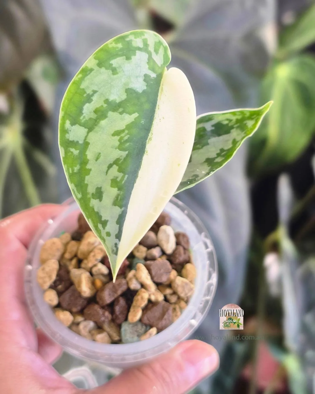 Scindapsus mariposa (2).jpg