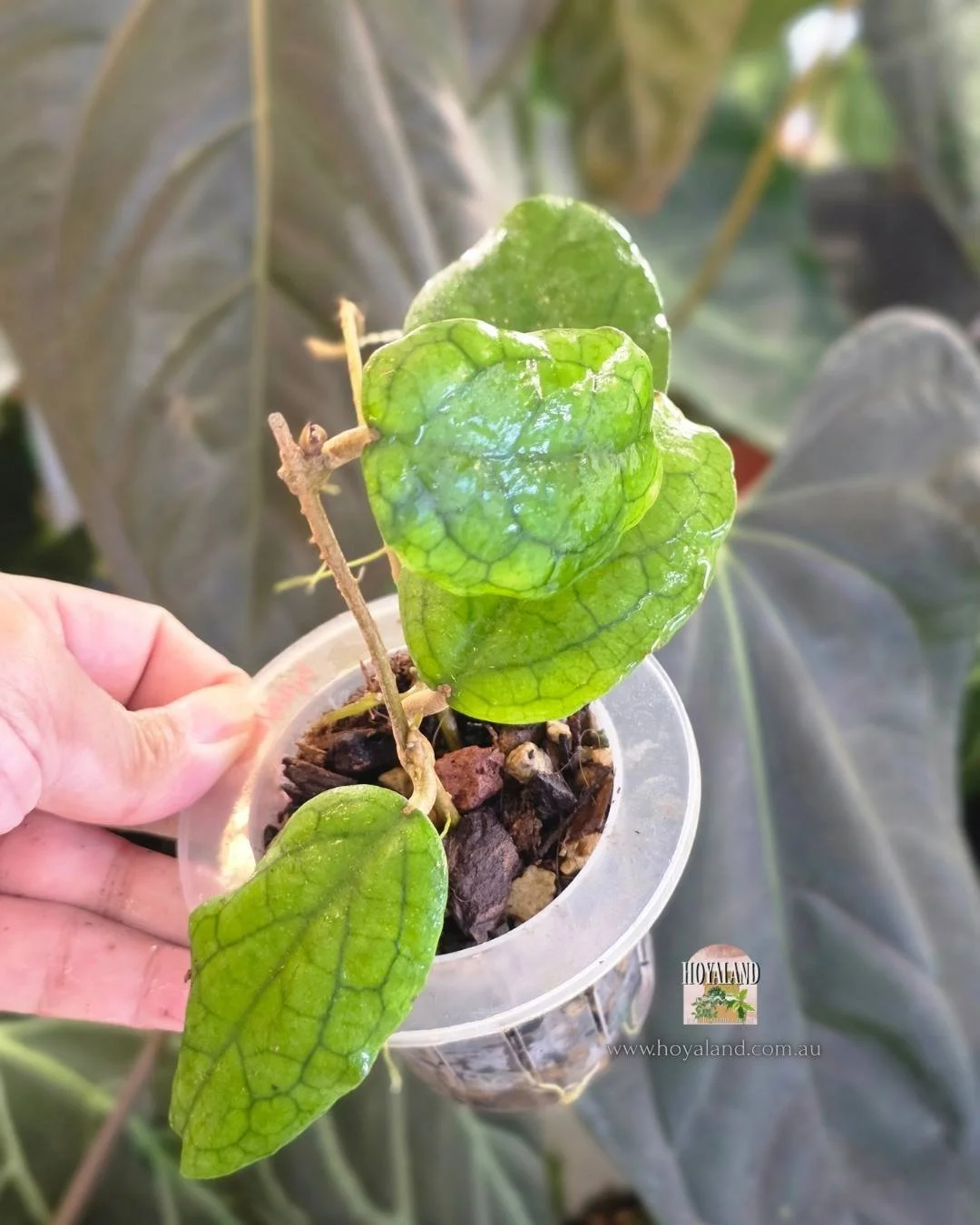 Hoya erythrina x (5).jpg