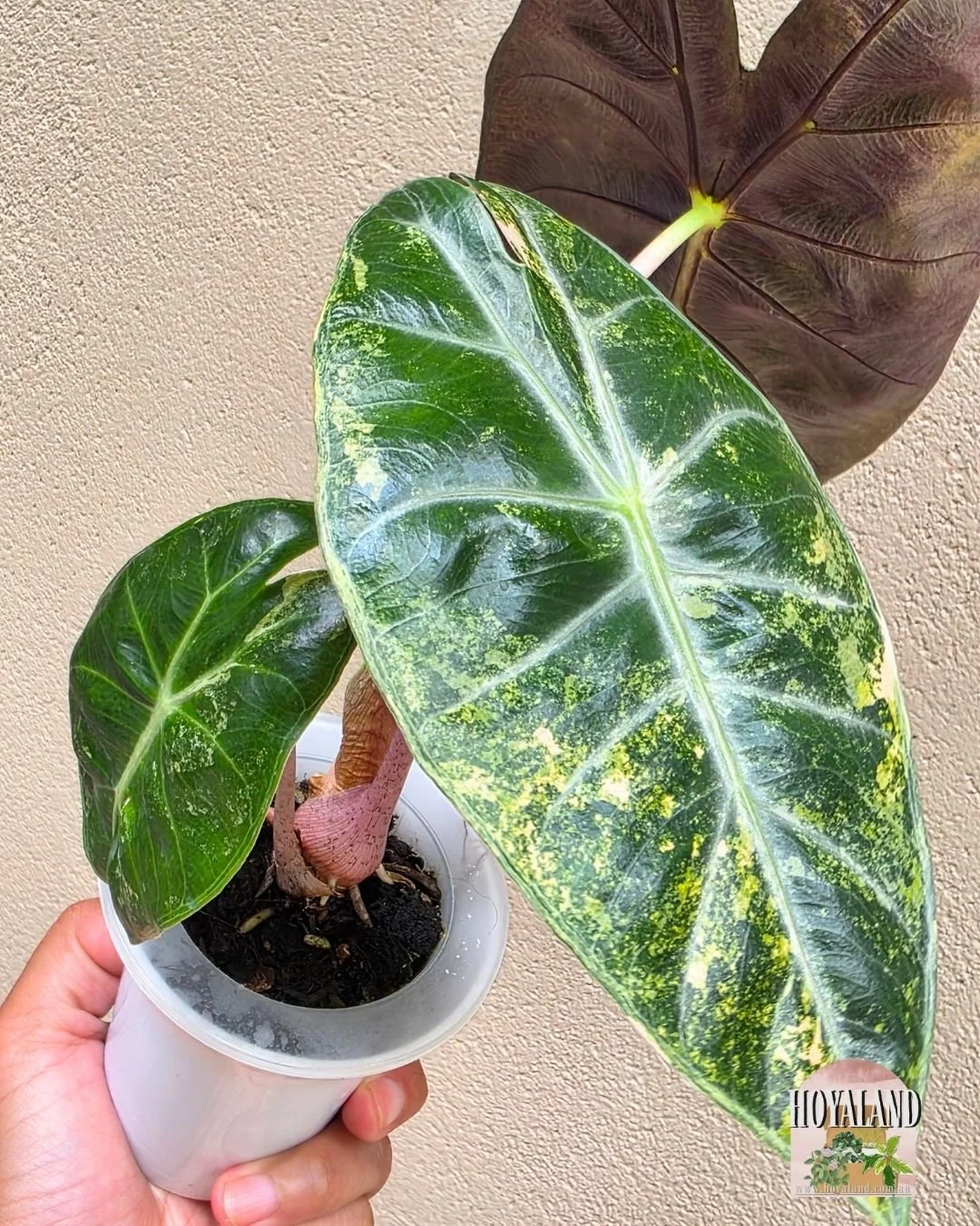 Alocasia nairobi nights aurea.jpg