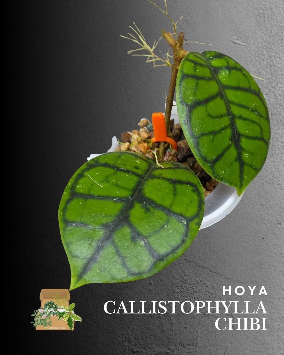 hoya callistophylla chibi (15).jpg