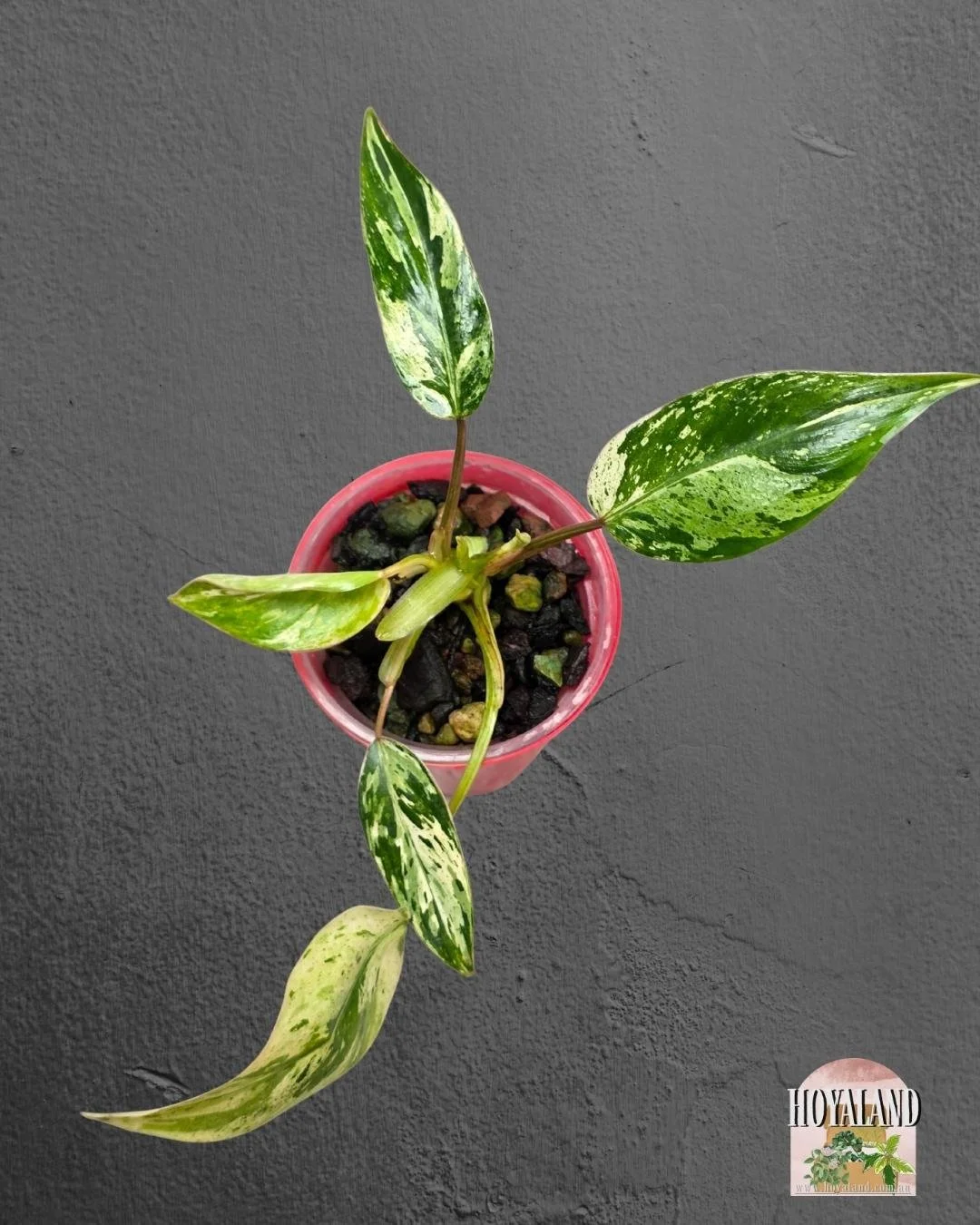 Philodendron emerald queen small.jpg