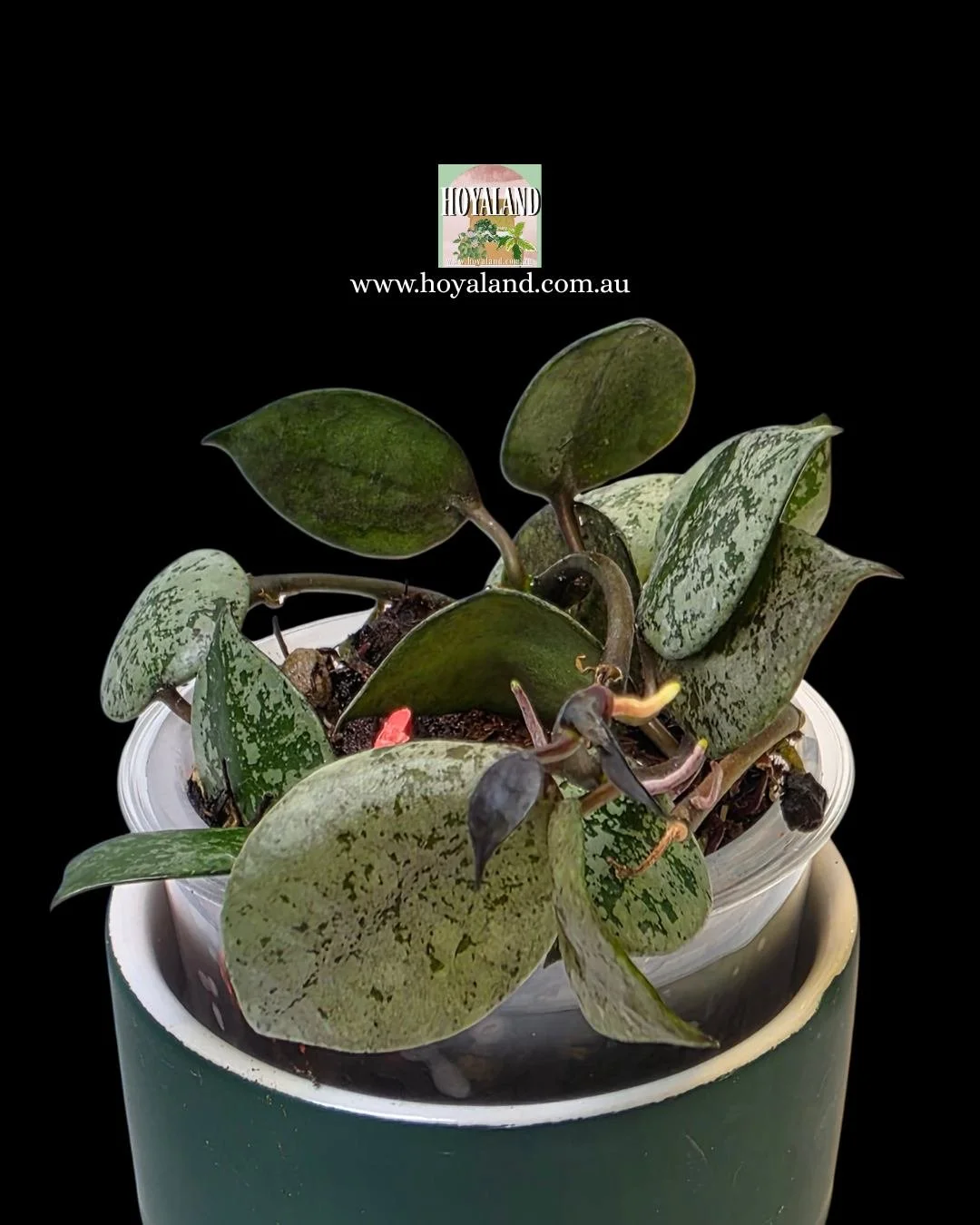 Hoya lacunosa black aurora (5).jpg