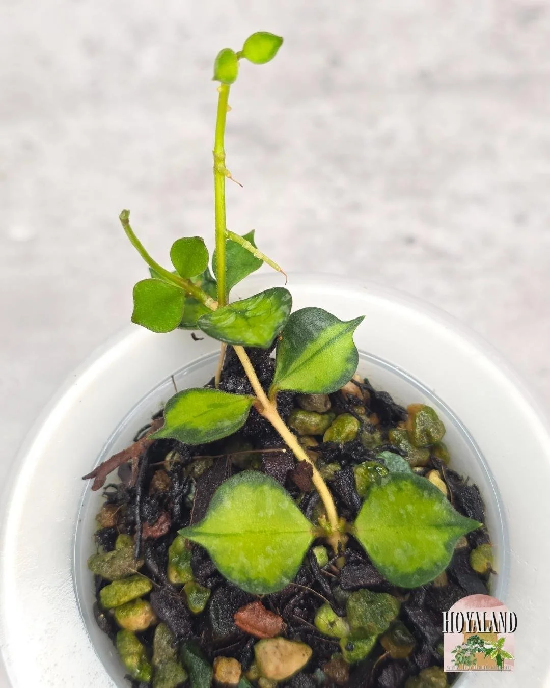 Hoya curtisii variegata (4).jpg