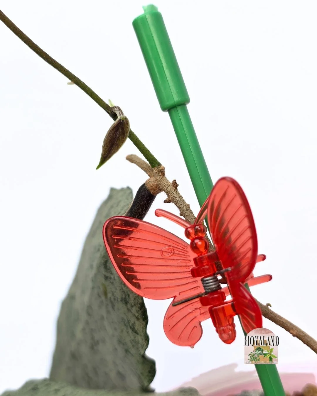 Hoya caudata argene (2).jpg