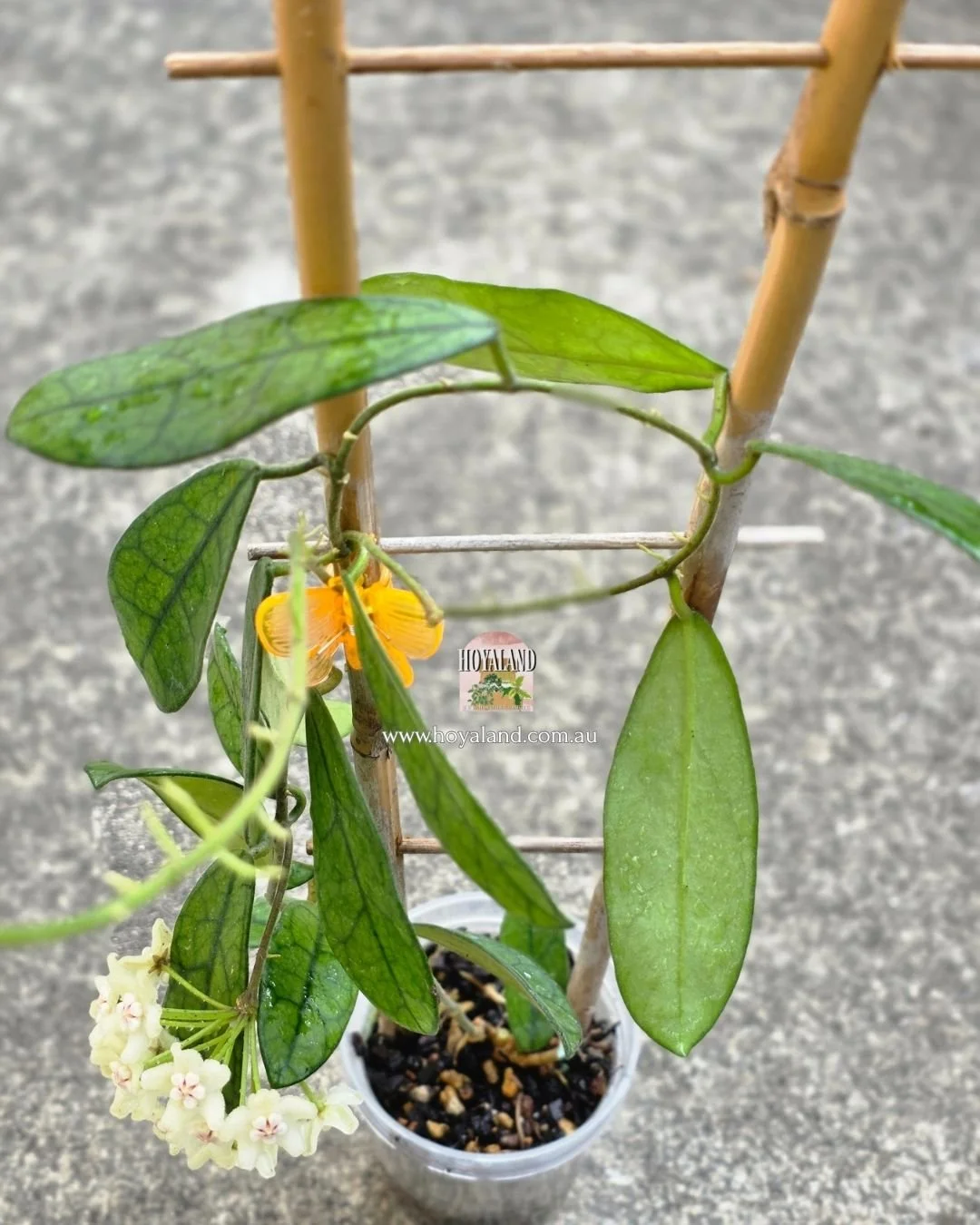 Hoya sichuanensis (2).jpg