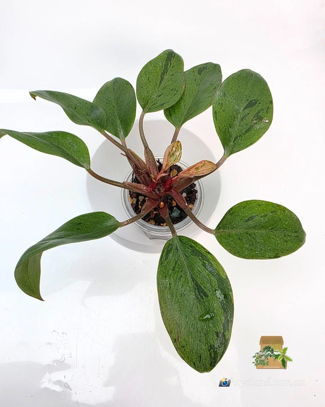 Philodendron dwarf red congo mint (6).jpg