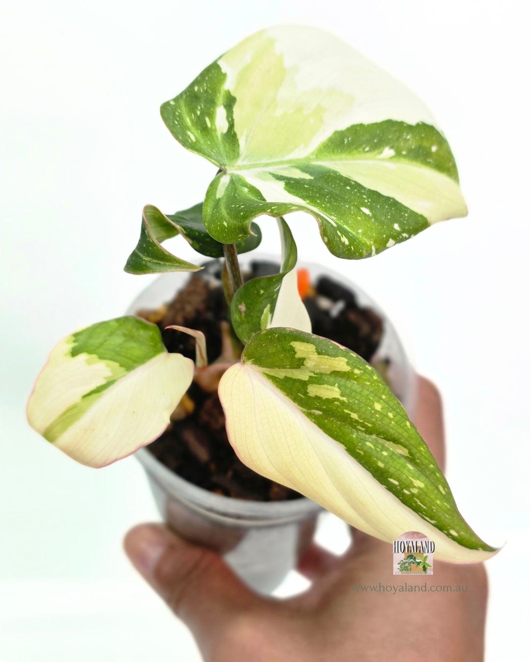 Philodendron gloriosum variegata B (3).jpg