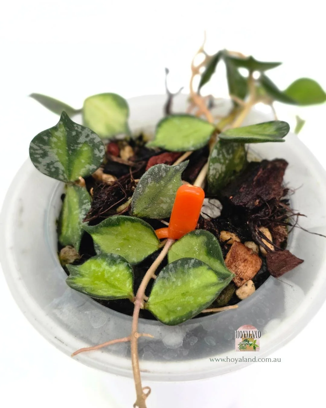 Hoya curtisii variegata (3).jpg