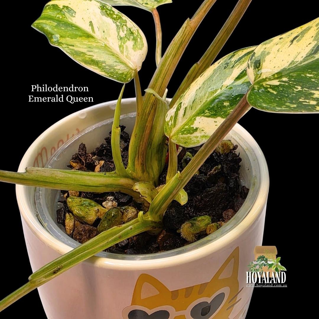 Philodendron Emerald Queen (5).jpg