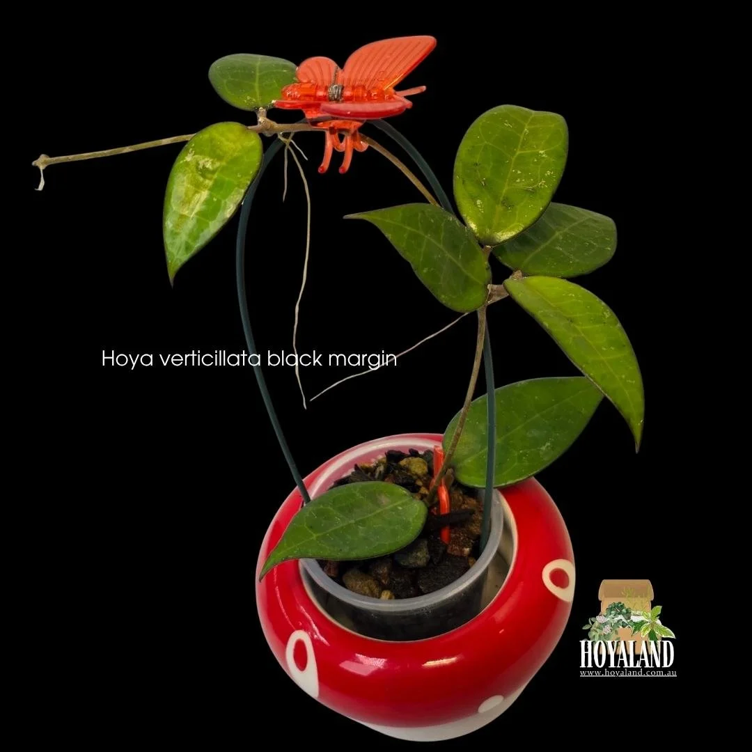 ⛄ Hoya verticillata Black Margin | Sunstressing Rare Collector Hoya B