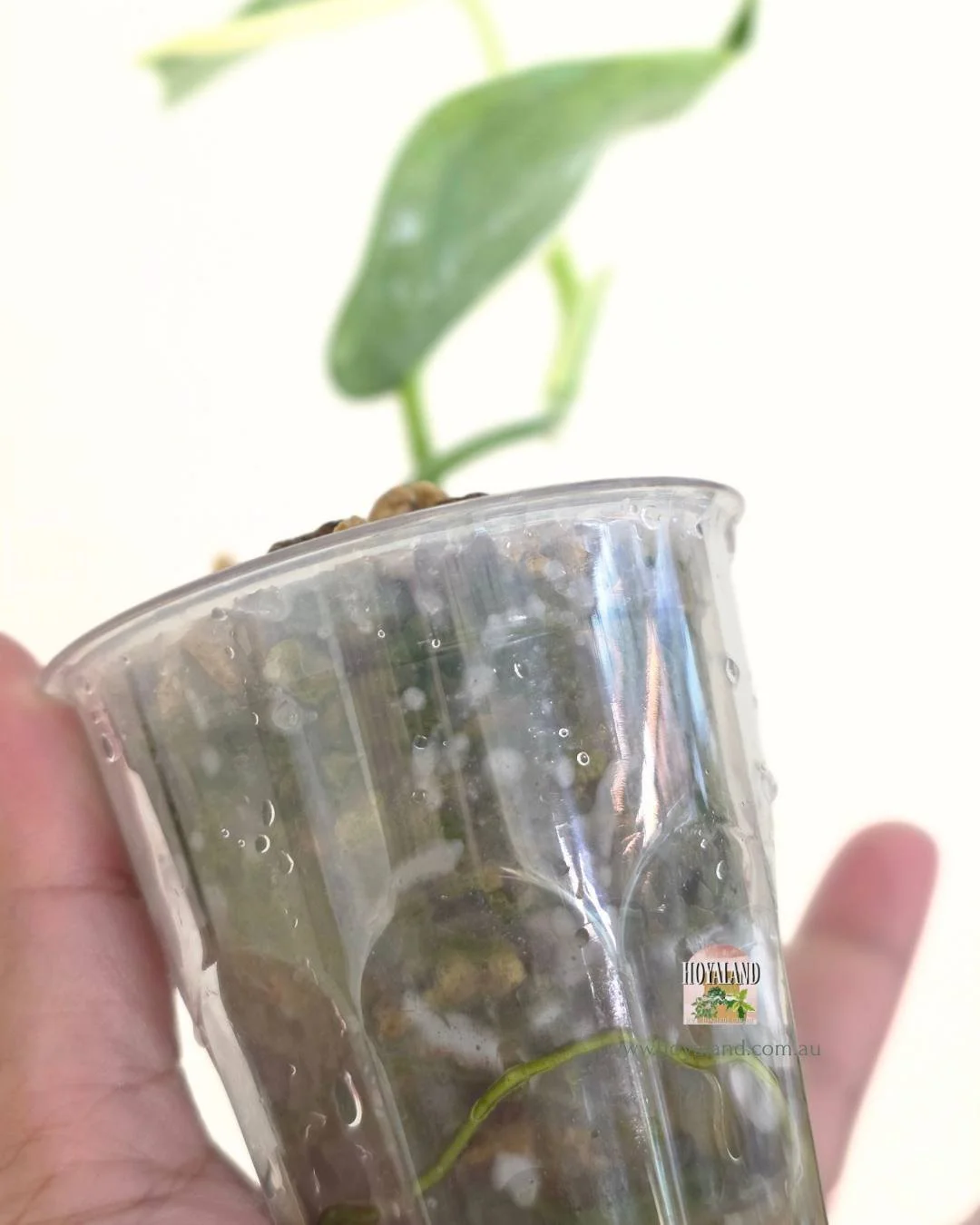 Scindapsus mariposa (6).jpg