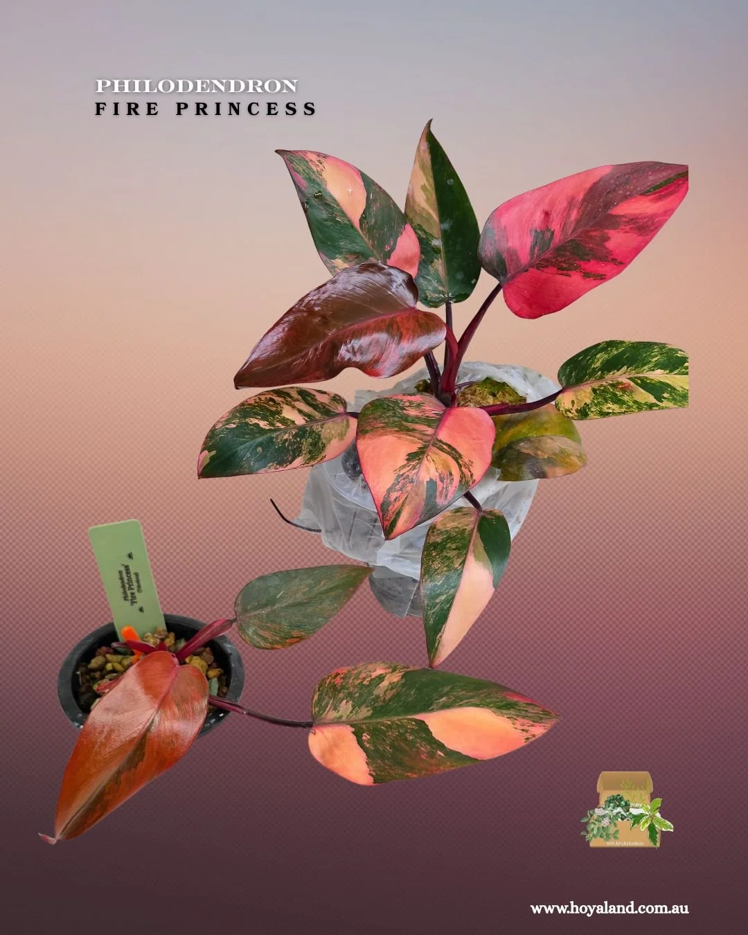 🍂  Ultra Rare Philodendron 'Fire Princess' (Tricolour) | Premium Clonal Propagation