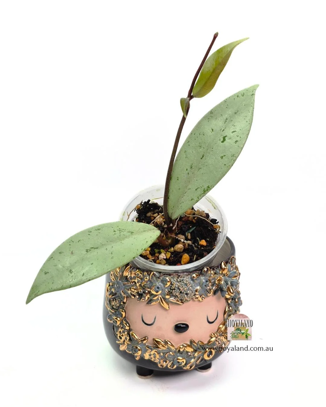 Hoya pubicalyx pink silver ghost 2 (2).jpg