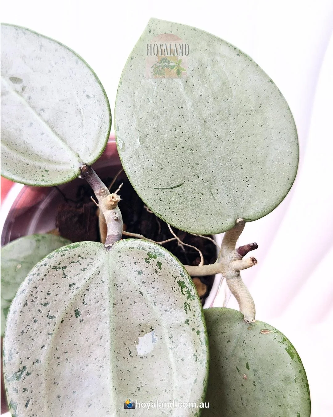 Hoya heart leaf silver (4).jpg