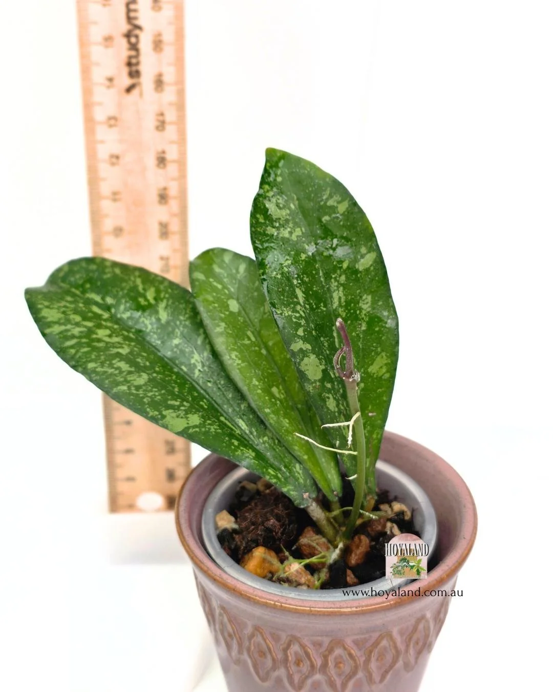Hoya erythrina splash (4).jpg