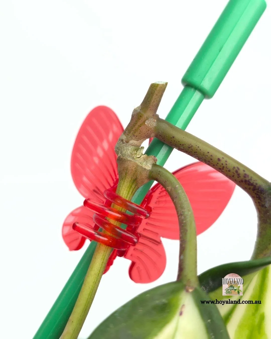 Hoya latifolia queensy (1).jpg