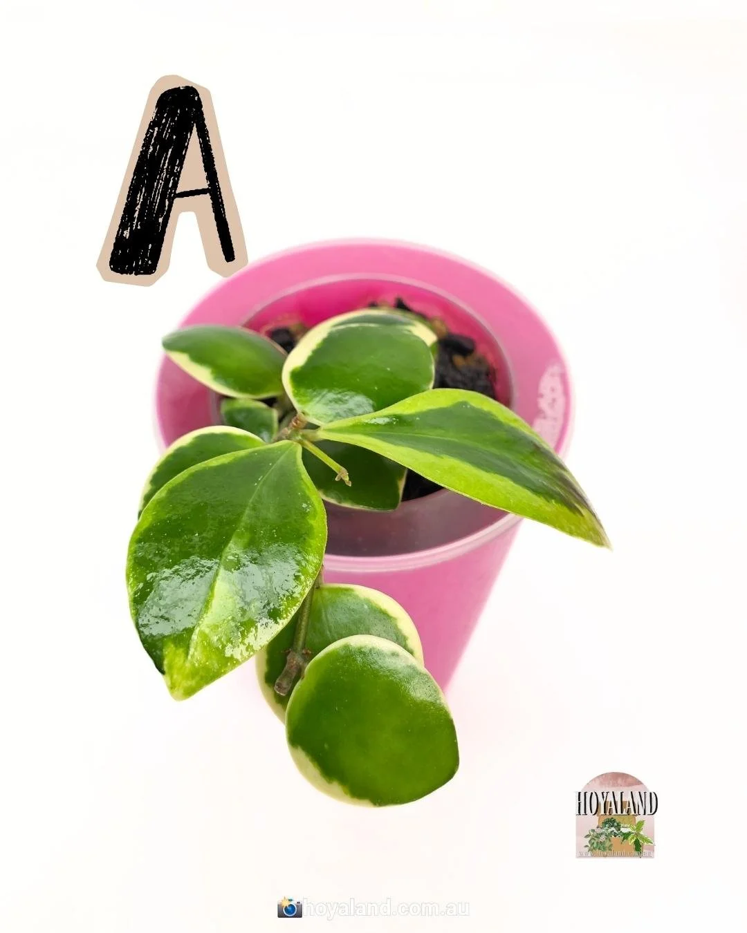 Hoya Palta A (2).jpg