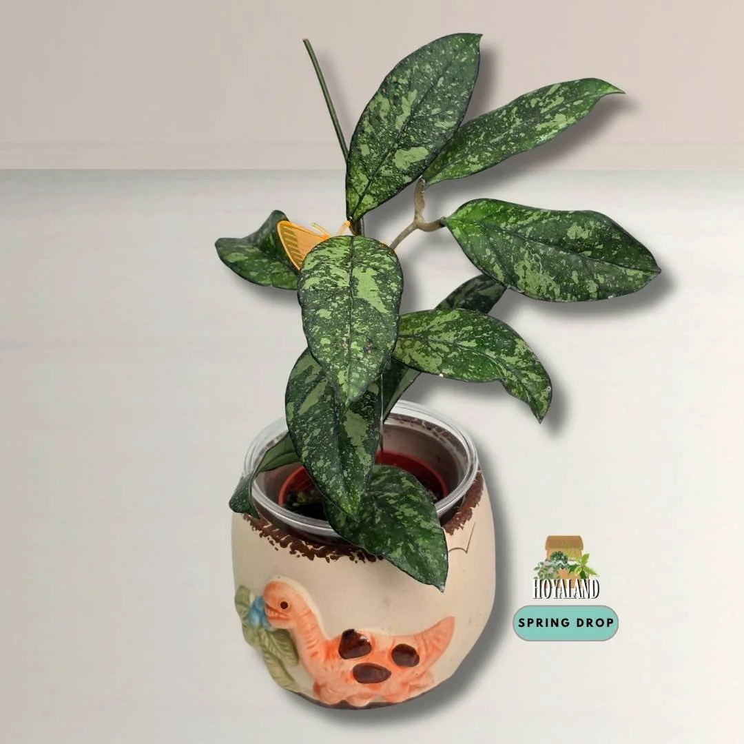 Hoya crassipetiolata splash (3).jpg