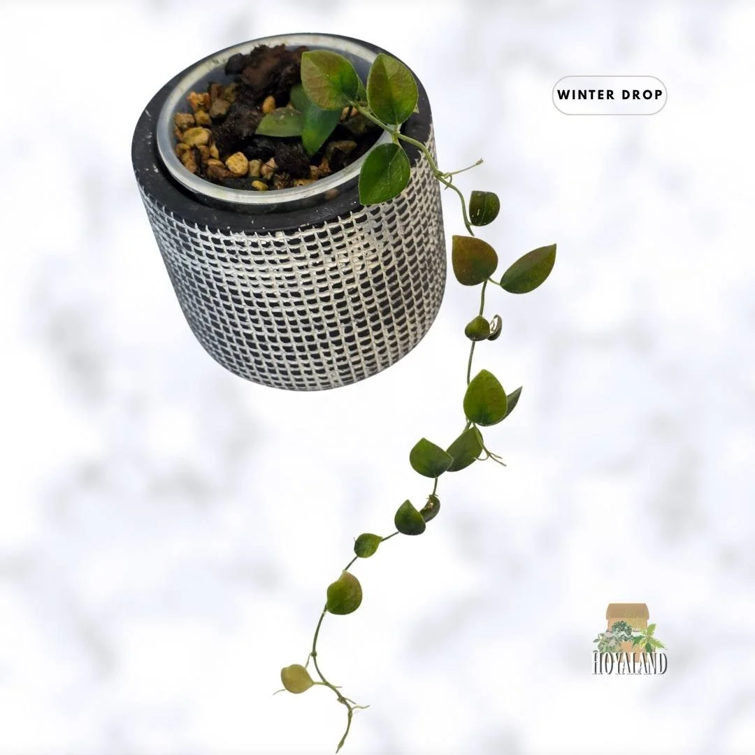 buy-rare-hoya-im 08-rare-indoor-plants-australia (4).jpg