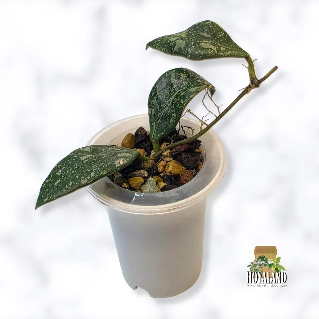 Hoya rundumensis splash.jpg