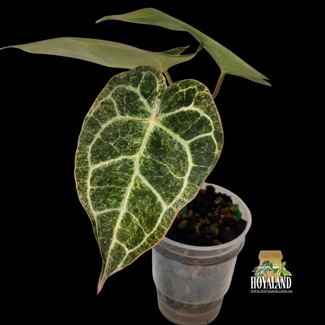 anthurium crystallinum platinum (3).jpg