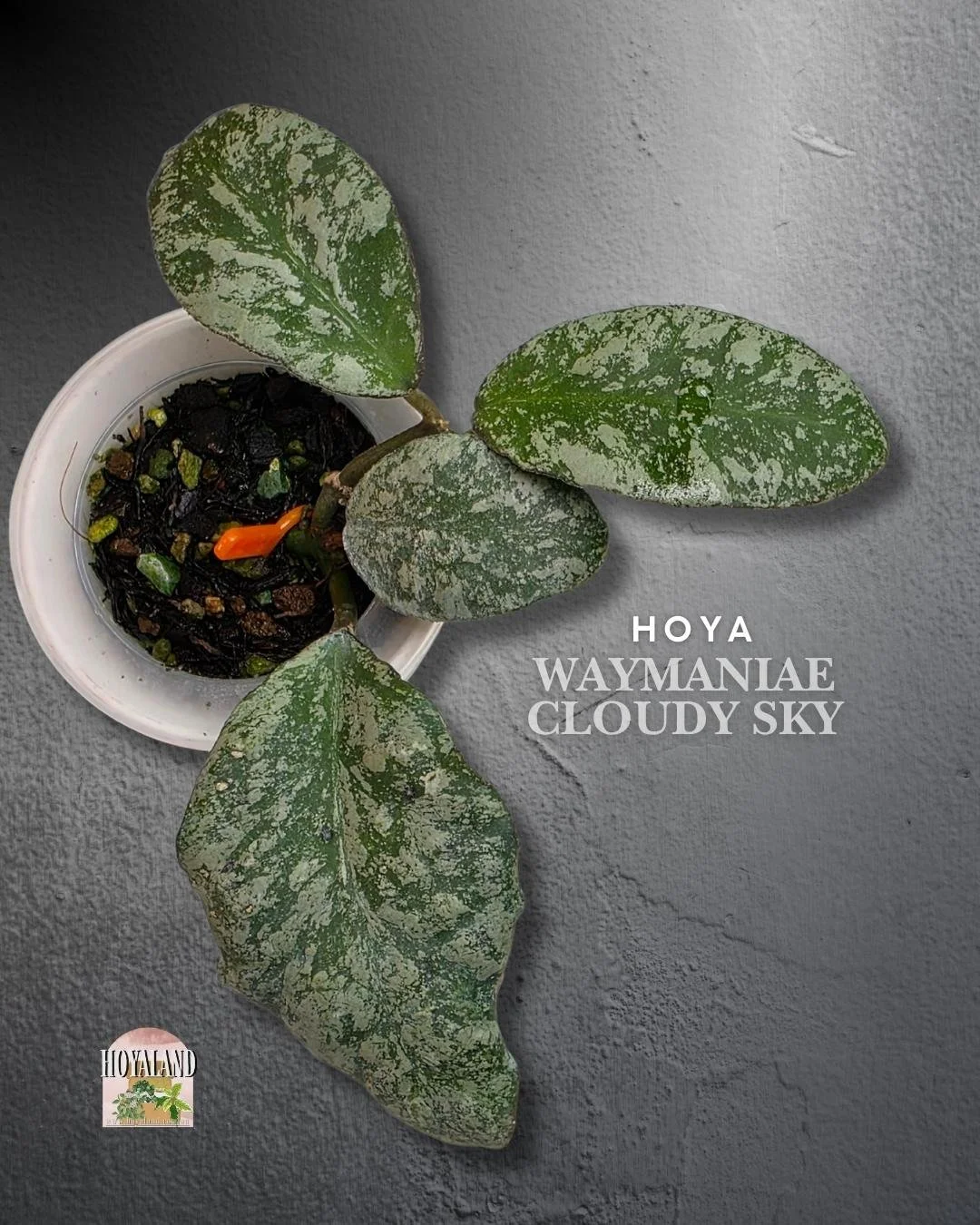 Hoya waymaniae cloudy sky (2).jpg