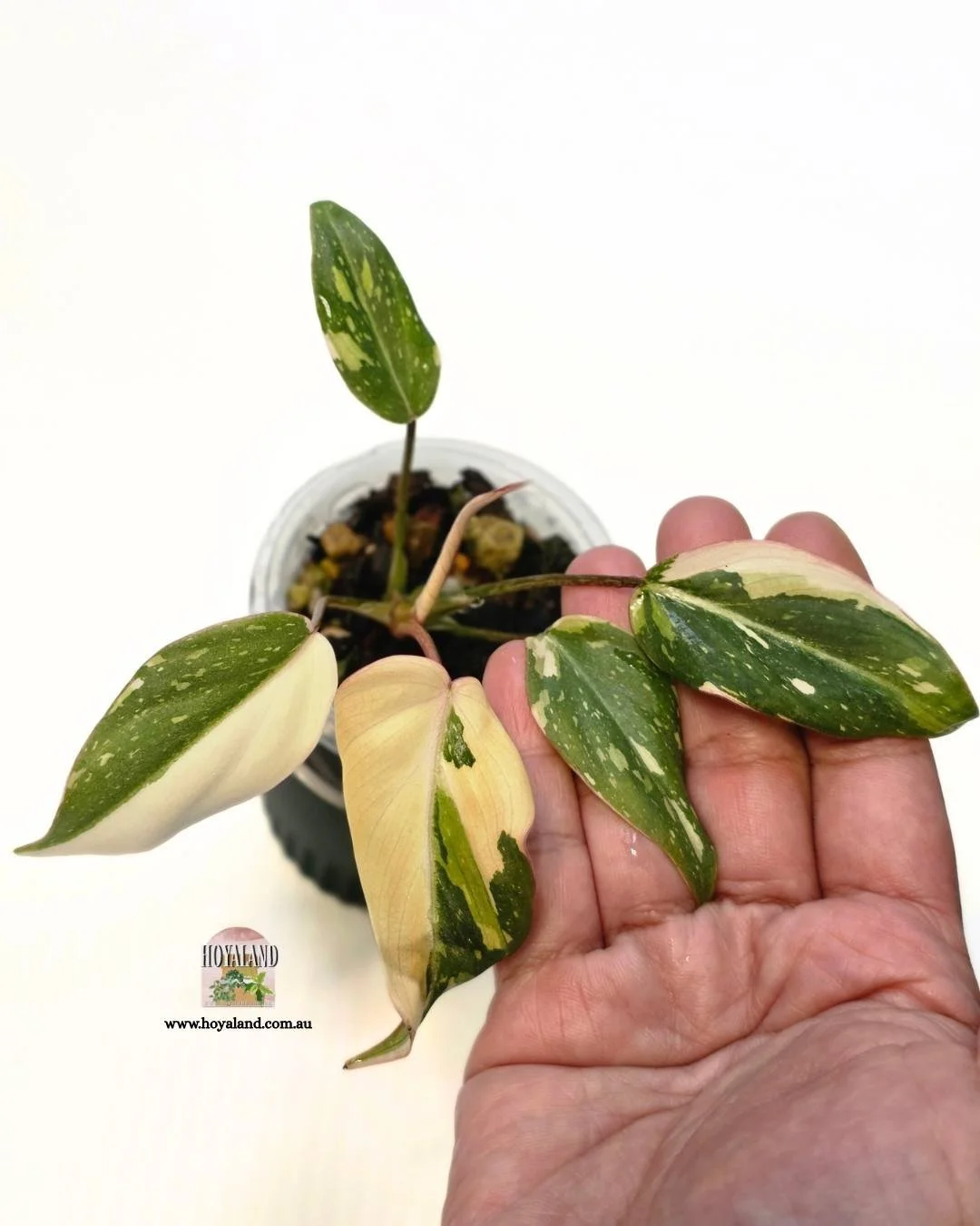 Philodendron gloriosum.jpg