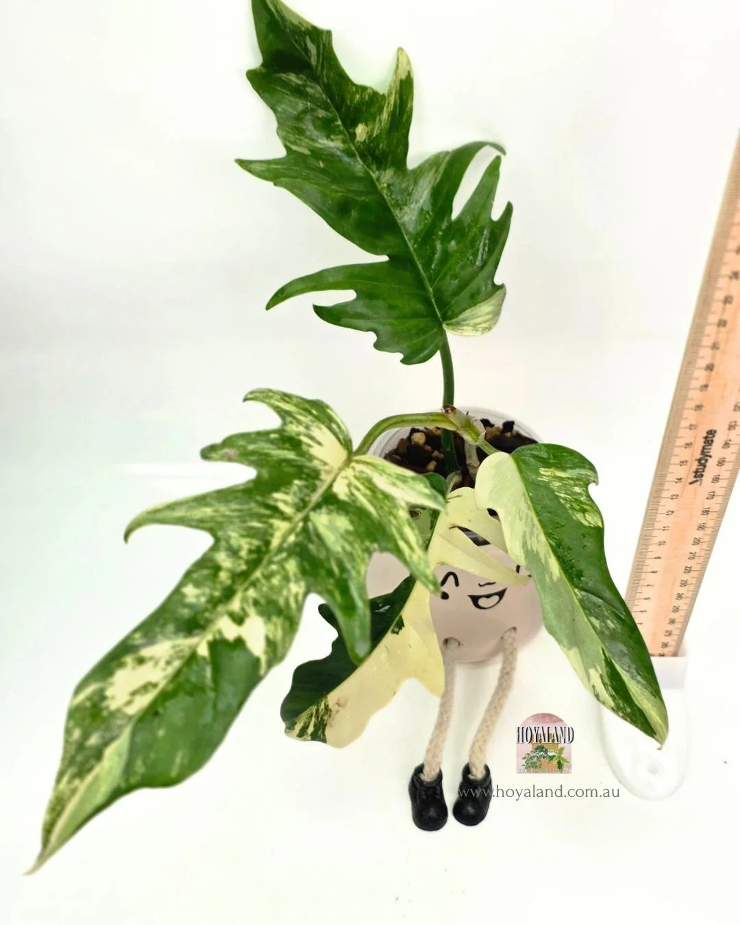 Philodendron fb x tortum (2).jpg