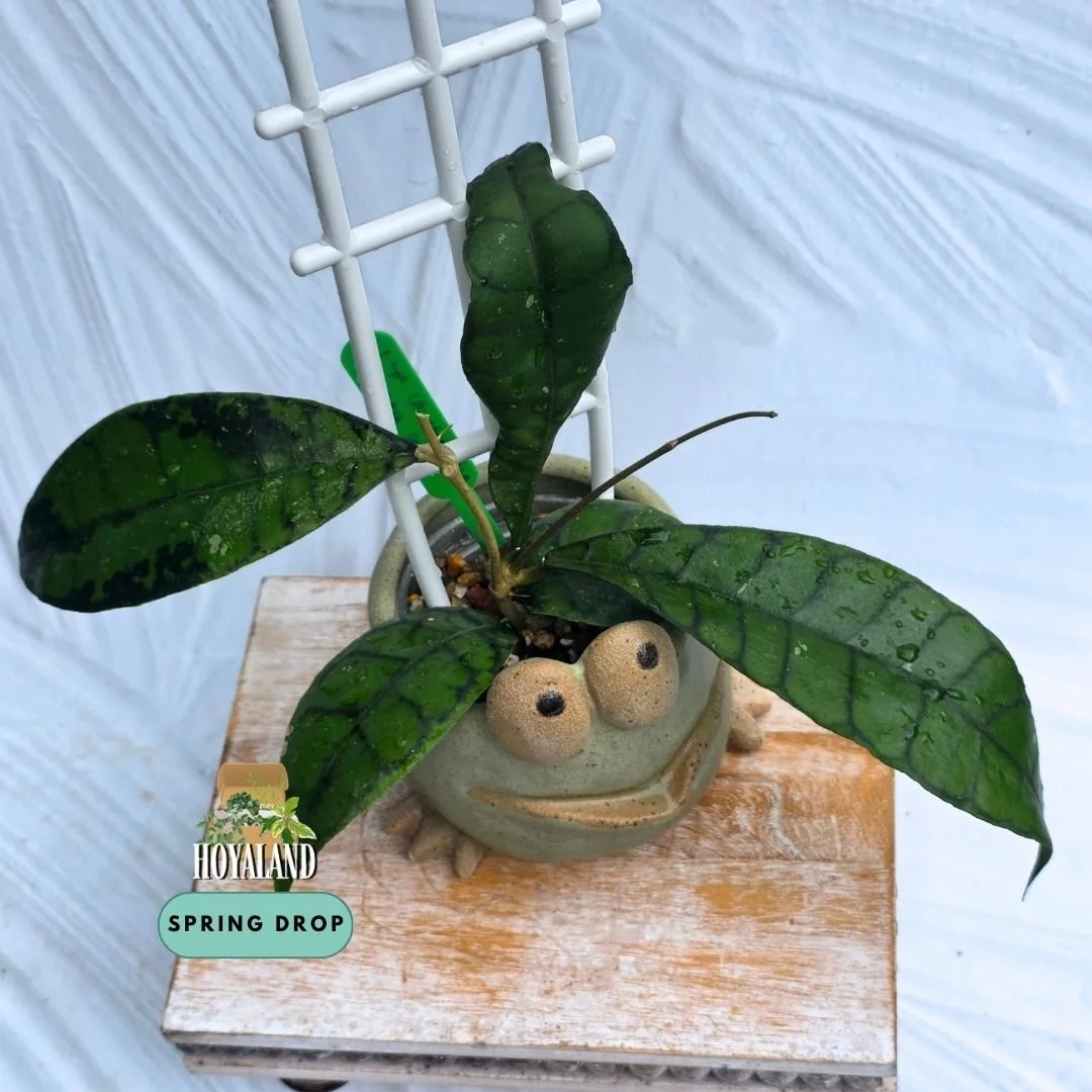 Established Hoya callistophylla Black Spot climbing vine displaying cardboard-rigid leaves with dark geometric veins and distinct inky black spotting