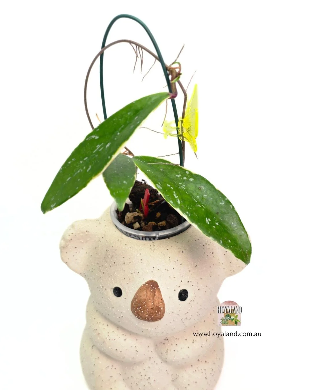 Hoya pubicalyx albo 1.jpg