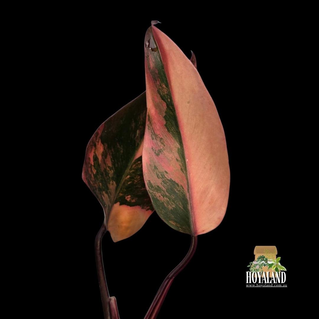 Philodendron Fire Princess (PPP Tricolour) (7).jpg
