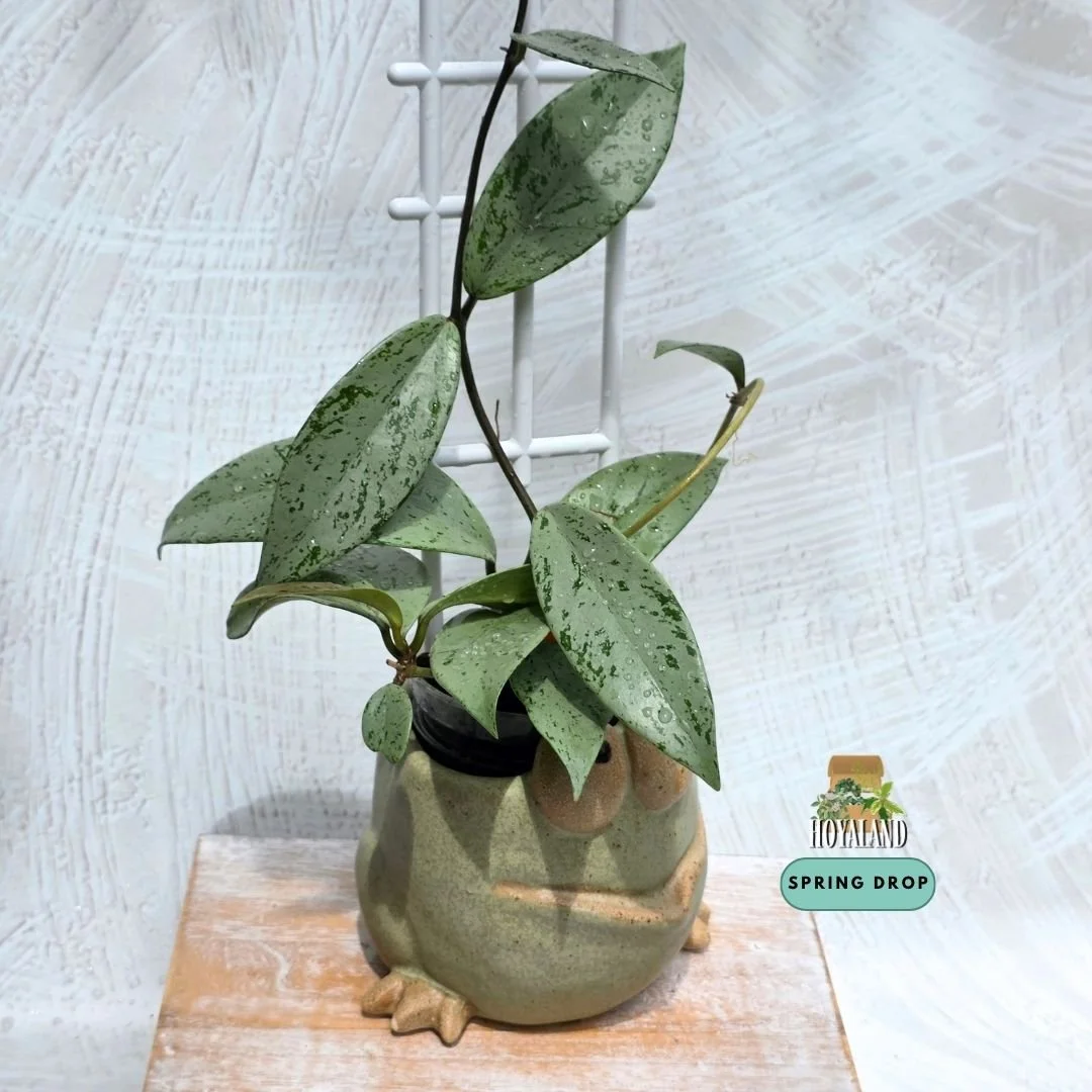 Hoya pubicalyx pink silver ghost (3).jpg
