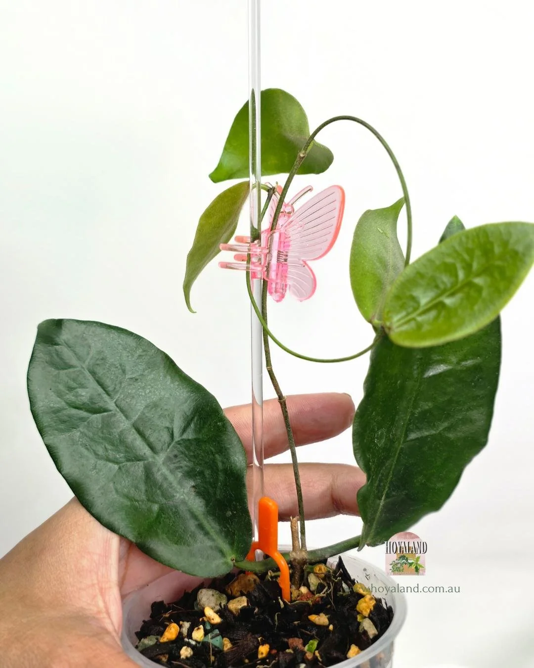 Hoya piestolepsis (4).jpg