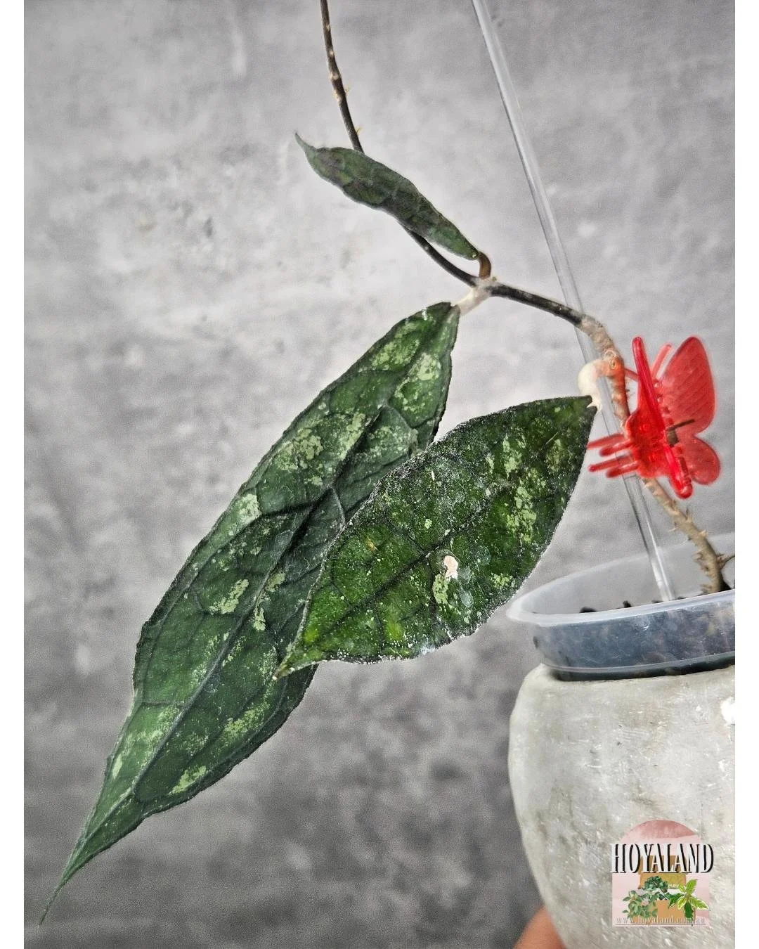 Hoya clemensiorum dark  (8).jpg