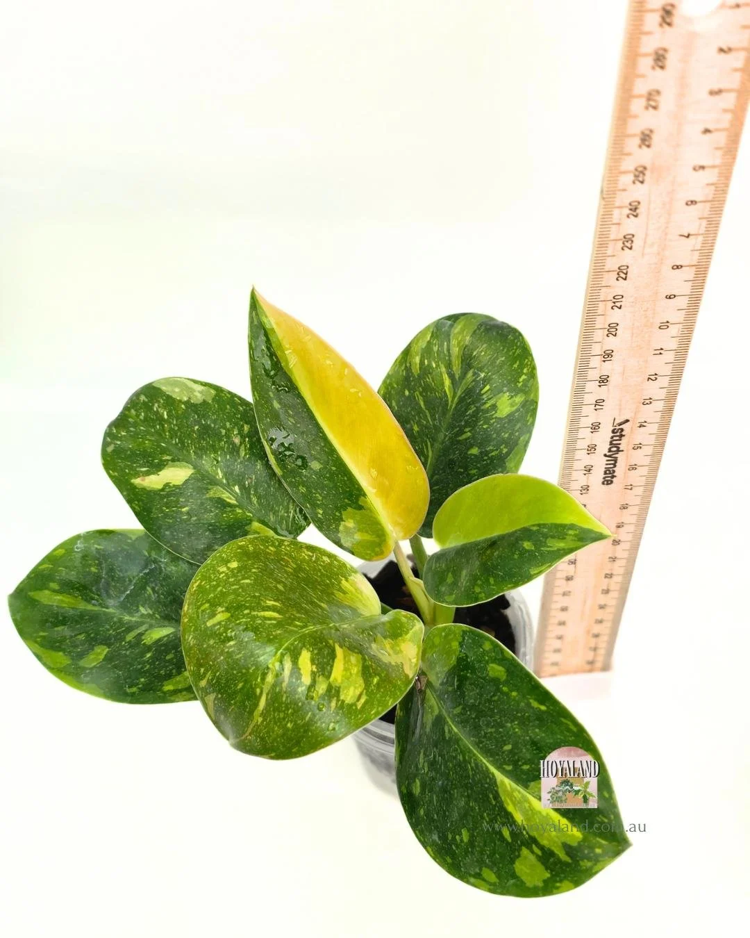 Philodendron Green Congo Var.jpg
