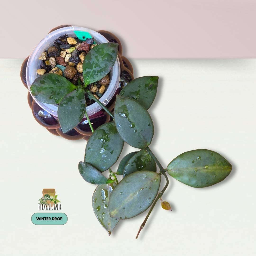 Established Hoya anulata PNG IML 0084 displaying sleek lanceolate leaves with green-on-green variance and crimson sun-stressing