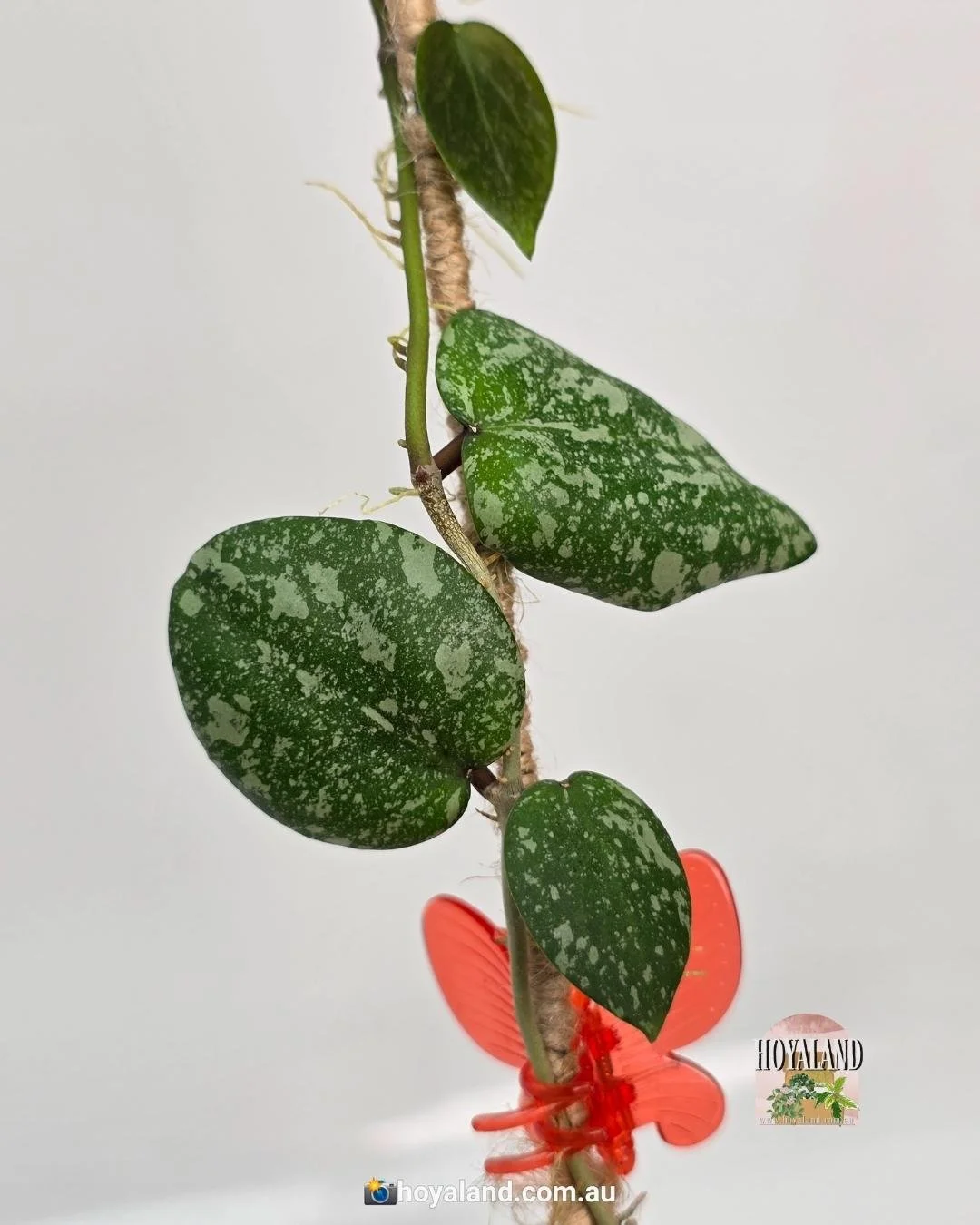 Hoya cinnamomifolia x imbricata (5).jpg