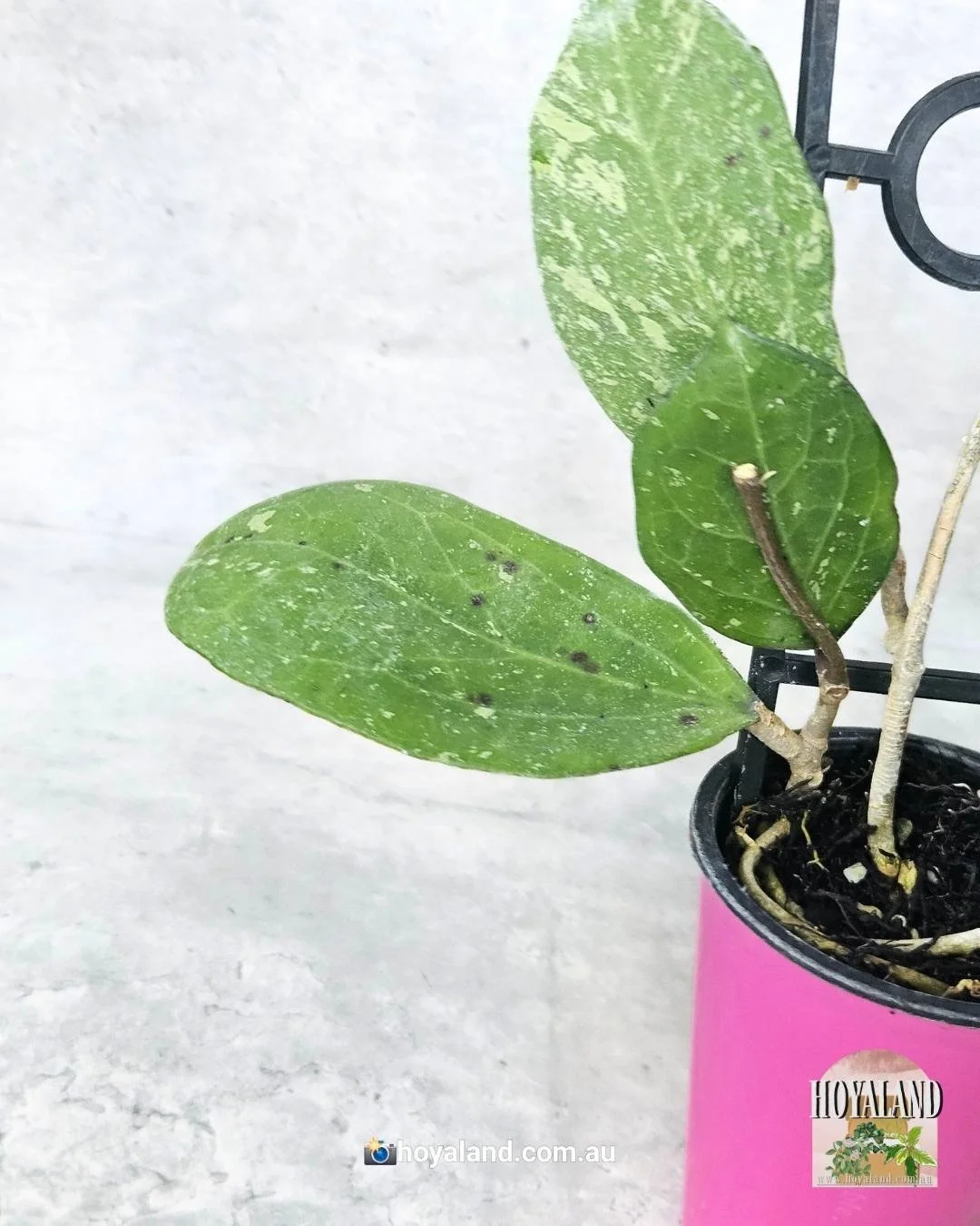 Hoya Michele splash  (5).jpg