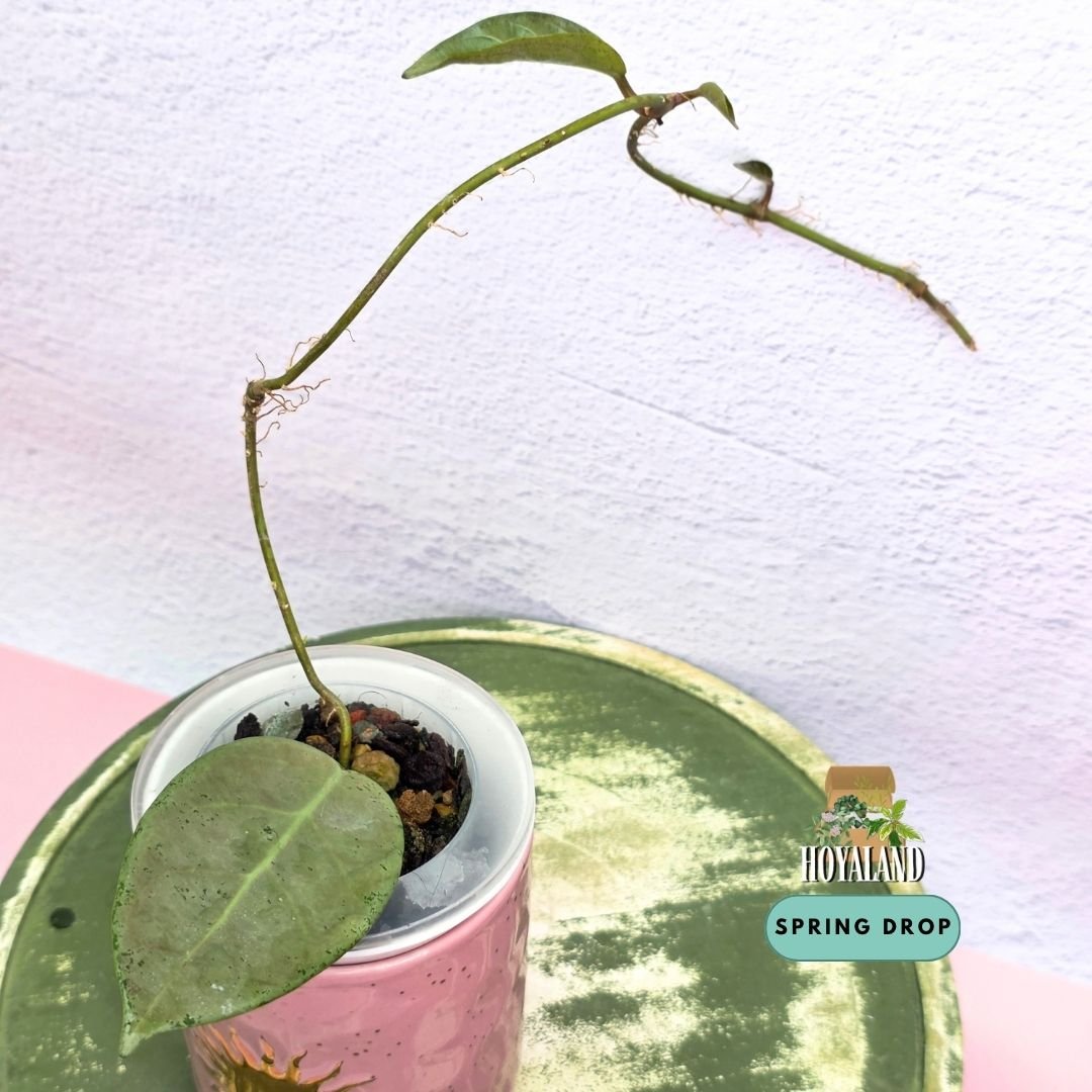 Established tip cutting of Hoya sp Lai Chau Silver showing dense metallic silver overlay, carved geometric veins, and purple-pink sunstressing