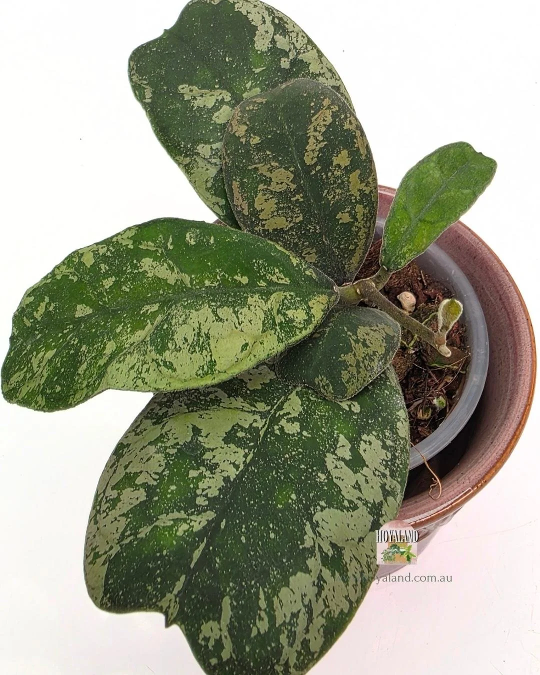 Hoya deykeae mountain dew (3).jpg