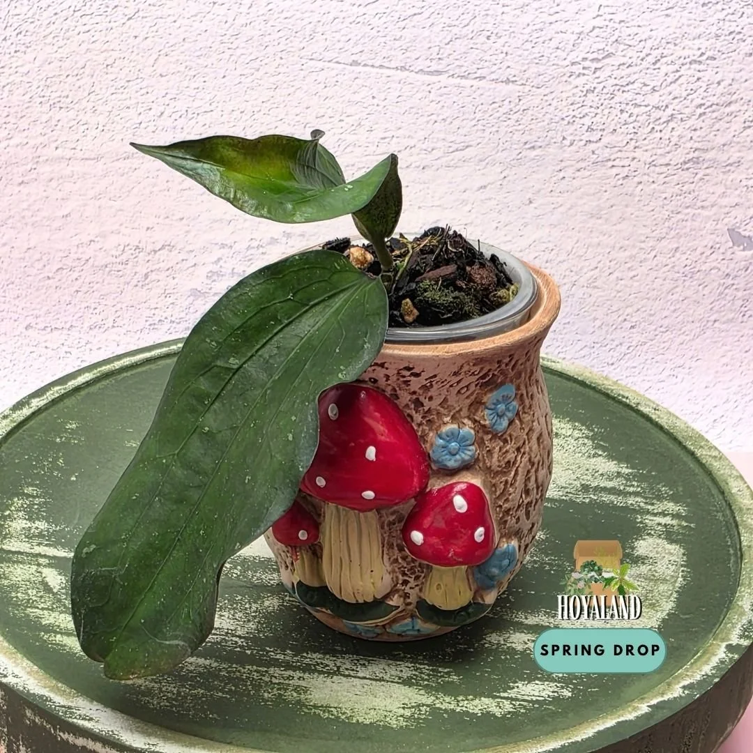 Hoya erythrina bacho B (1).jpg