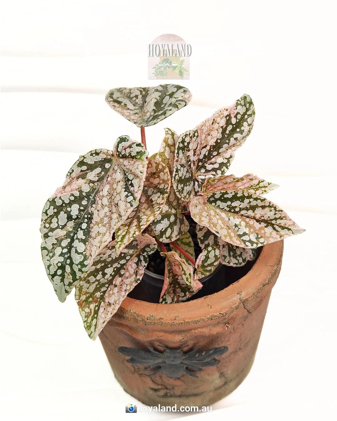 begonia snow capped variegata (1).jpg