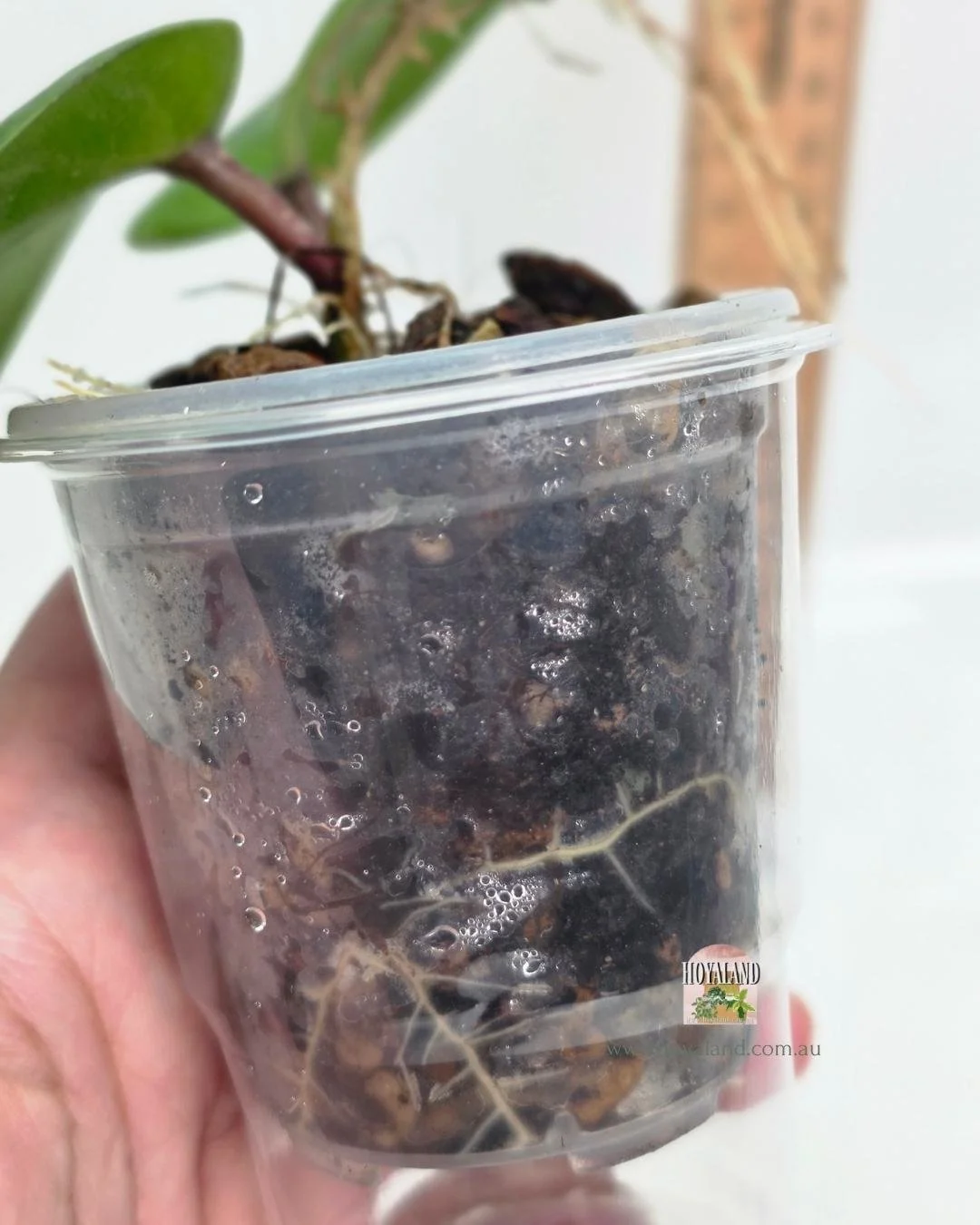 Hoya rhianon 1 (4).jpg