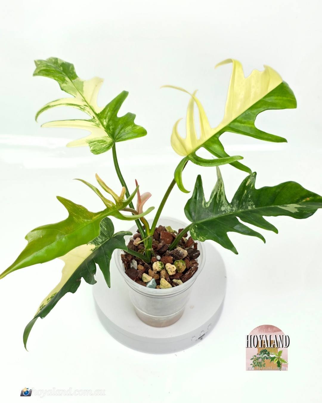 🌞 Philodendron Florida Beauty X Tortum | Rare Hybrid Plant  B  🎇
