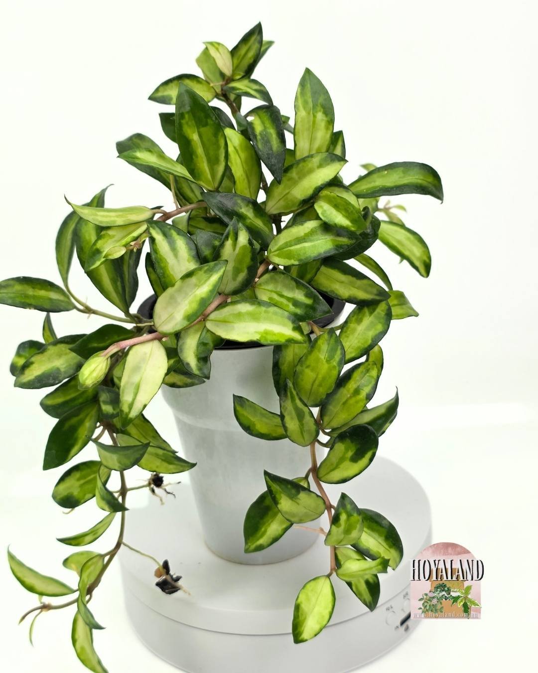 Hoya lacunosa bruno (4).jpg