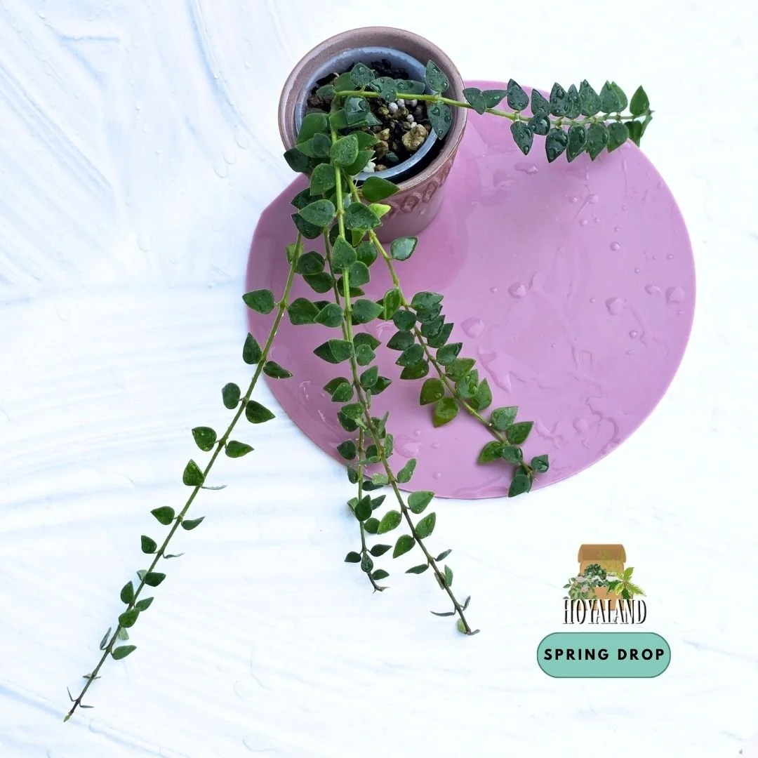 Rare Hoya chinghungensis | Premium Established Hoya – Hoyaland