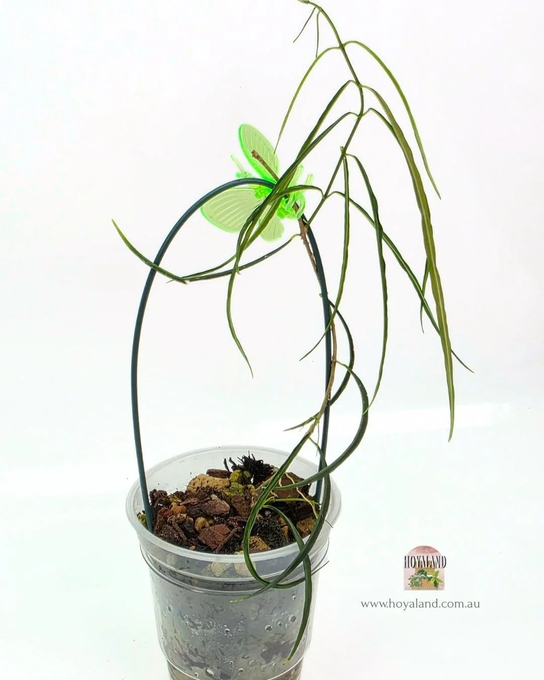 Hoya stenophylla A.jpg