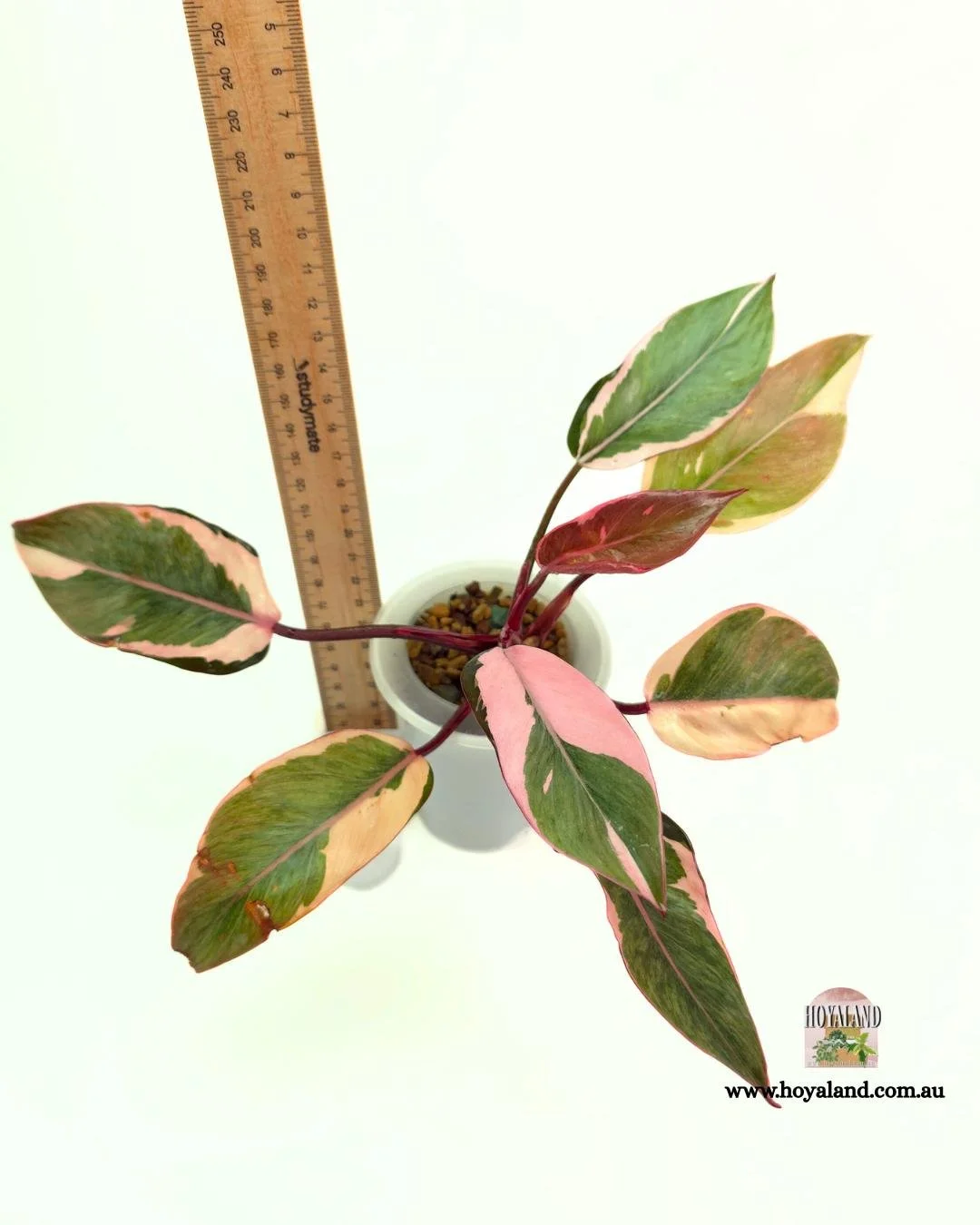 Philodendron Pink Princess Albo Mutation (5).jpg